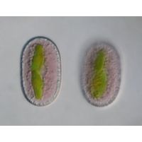 Mesotaenium