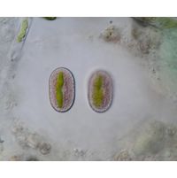 Mesotaenium