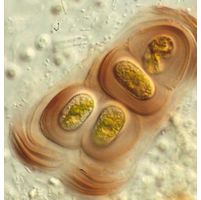 Mesotaenium testaceovaginatum