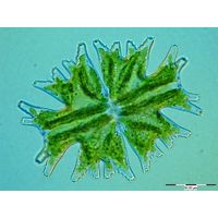 Micrasterias americana