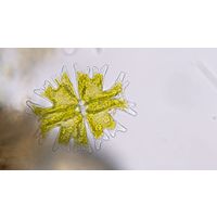 Micrasterias americana