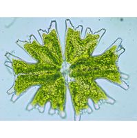 Micrasterias americana