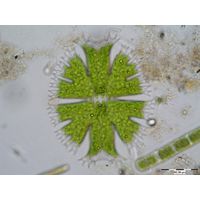 Micrasterias apiculata