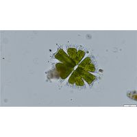 Micrasterias apiculata