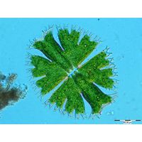 Micrasterias apiculata
