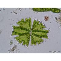 Micrasterias brachyptera
