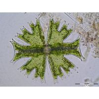 Micrasterias crux-melitensis