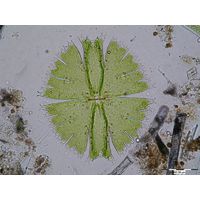 Micrasterias fimbriata