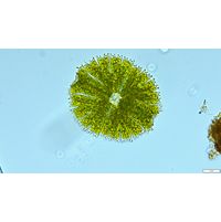 Micrasterias papilifera