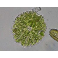 Micrasterias papillifera