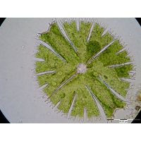 Mictrasterias papillifera