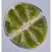 Micrasterias ralfsii