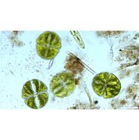 Micrasterias ralfsii