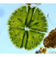 Micrasterias rotata