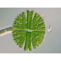 Micrasterias rotata