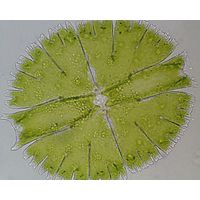 Micrasterias rotata