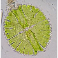Micrasterias rotata