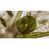 Micrasterias thomasiana