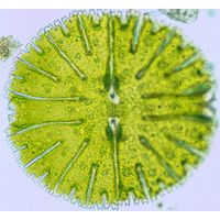 Micrasterias thomasiana