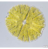 Micrasterias thomasiana