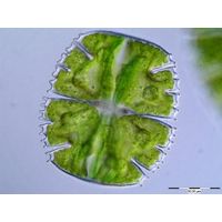 Micrasterias truncata