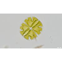Micrasterias truncata