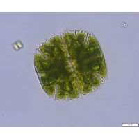 Micrasterias truncata