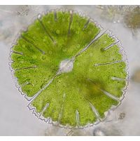 Micrasterias thomasiana