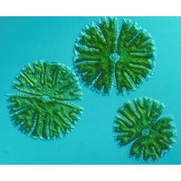 Micrasterias thomasiana