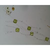 Mougeotia viridis