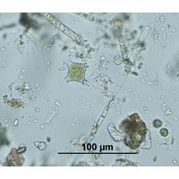 Mougeotia viridis