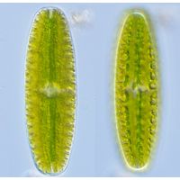 Netrium digitus
