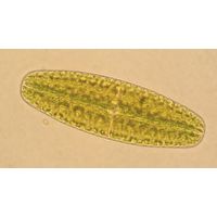 Netrium digitus