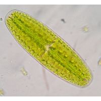 Netrium digitus