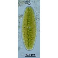 Netrium digitus