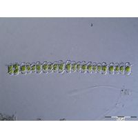 Onychonema filiforme