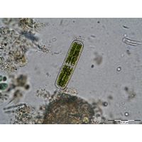 Penium cylindrus