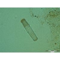 Penium exiquum