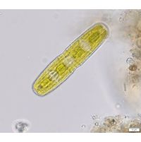 Penium margaritaceum