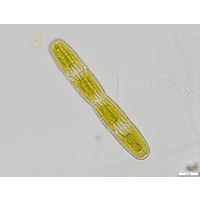 Penium margaritaceum