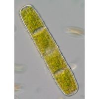 Penium margaritaceum