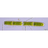 Penium margaritaceum
