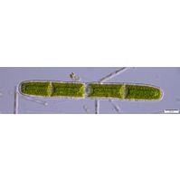 Penium margaritaceum