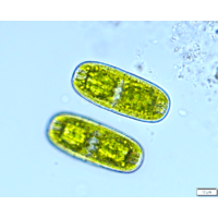 Penium polymorphum