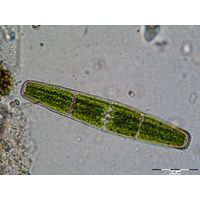 Penium spirostriolatum