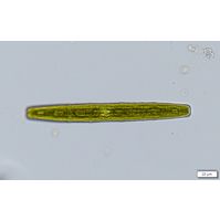 Penium spirostriolatum