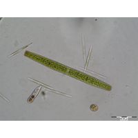 Penium spirostriolatum