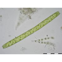 Pleurotaenium