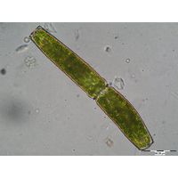 Pleurotaenium coronatum