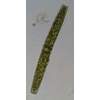 Pleurotaenium crenulatum